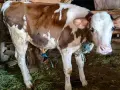 свободни отбити телета , снимка 4