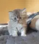 бебета персийски, снимка 8