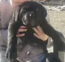Кане Корсо.  
🐶🐶, снимка 2