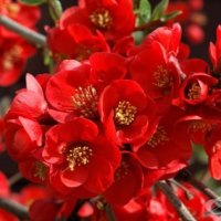 Японска Дюля/4 Налични цвята, снимка 14 - Градински цветя и растения - 41117564