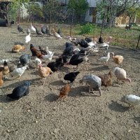 продавам пуйки,гъски,патици,кокошки, снимка 16 - други­ - 44288413