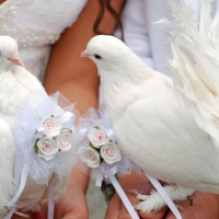  Бели гълъби  за сватби, тържества, ритуали и церемонии