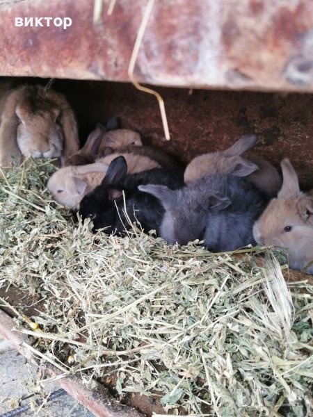 Продавам зайци , снимка 1