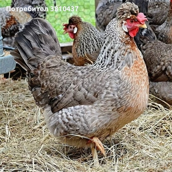 продавам оплодени яйца от Легбар, снимка 1