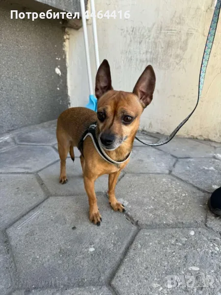 Търси приятелка, снимка 1