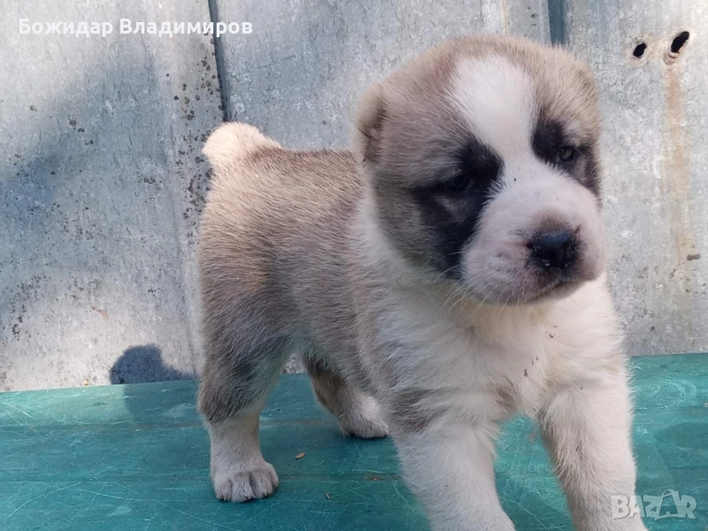 продавам малко алабайче , снимка 1