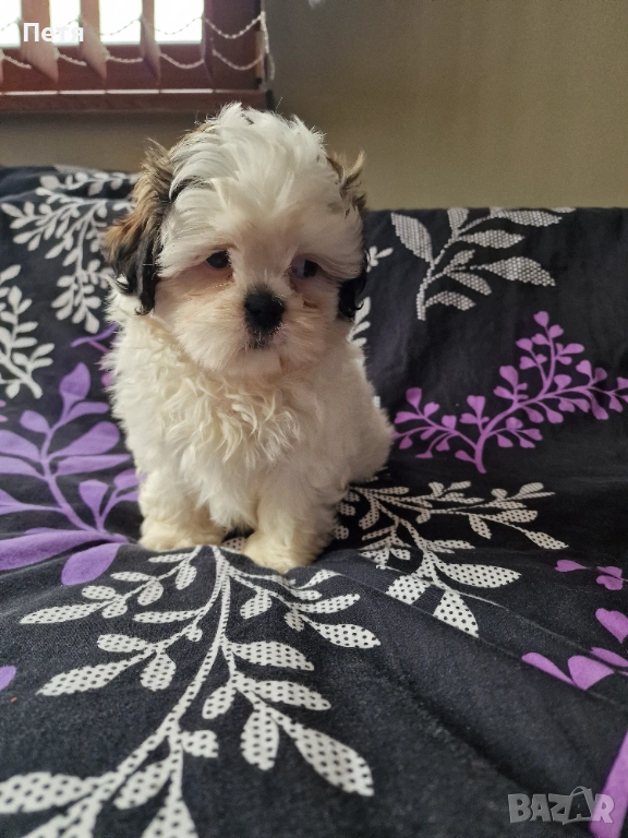 Ши тцу -момче, снимка 1