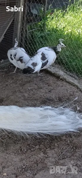 работещи 4 годишни женски паунки , снимка 1