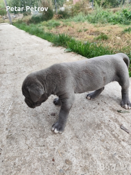Кане Корсо бебета, снимка 1