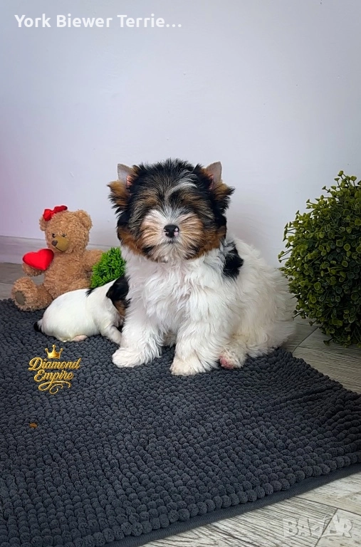 Йоркширски Териер! Малък сладур с родословие за семейство с деца! , снимка 1