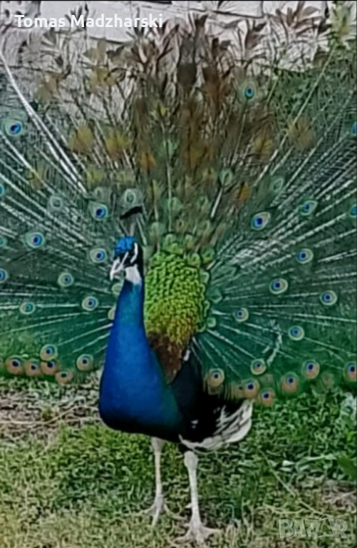 1 женски и 1 мъжки паун, снимка 1