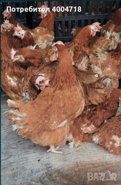 продавам кокошки носачки  за яйца ломан браун, снимка 1