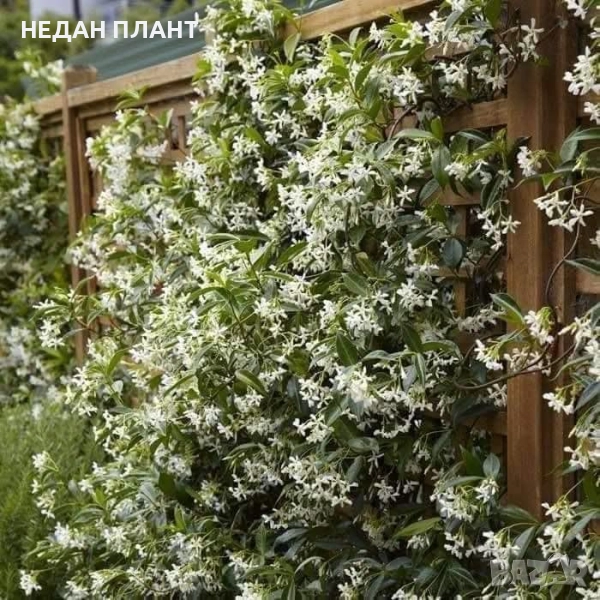 Звездовиден жасмин, снимка 1