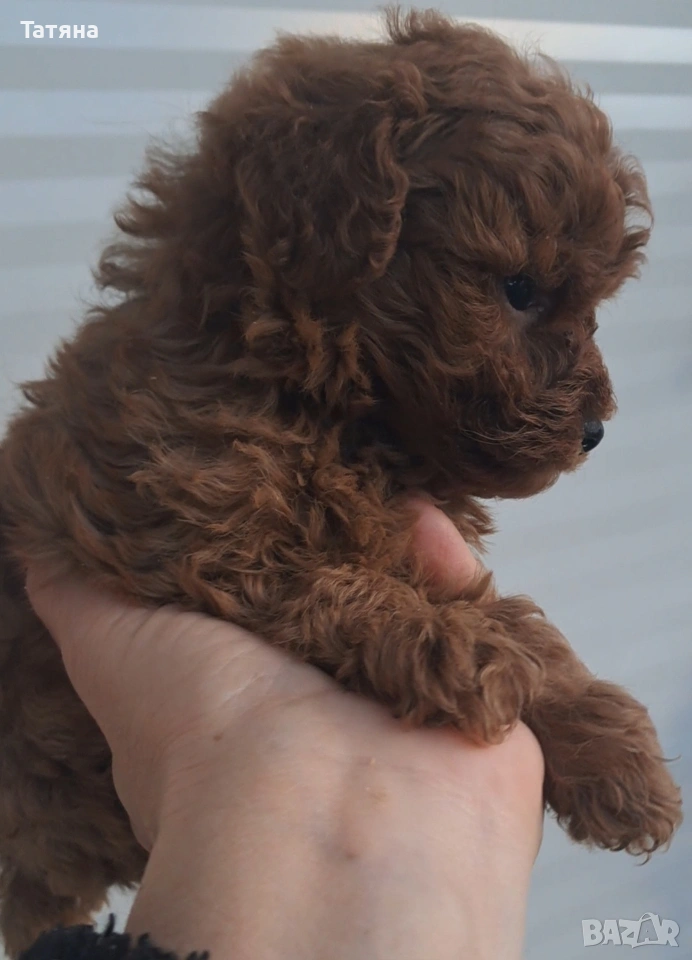 Той Пуделчета, снимка 1