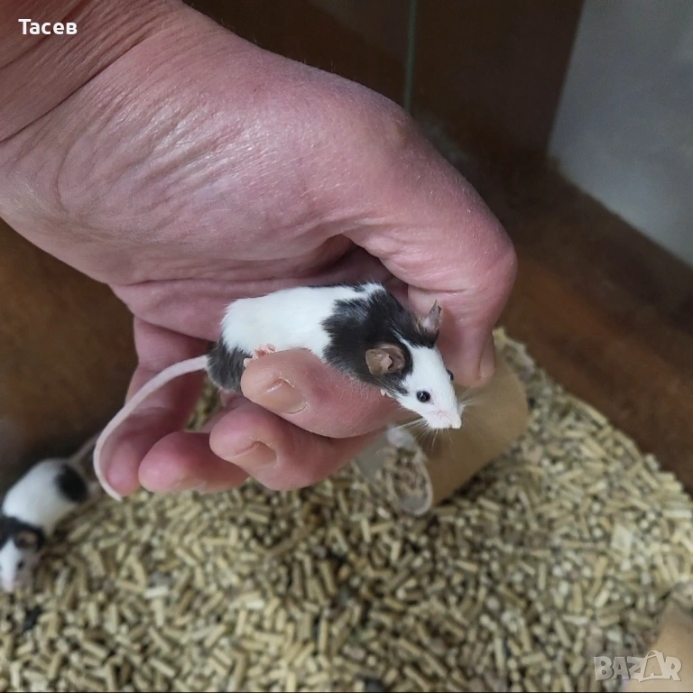 Мишки панда, снимка 1