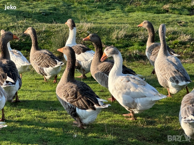 Лебедови гъски патици, снимка 1