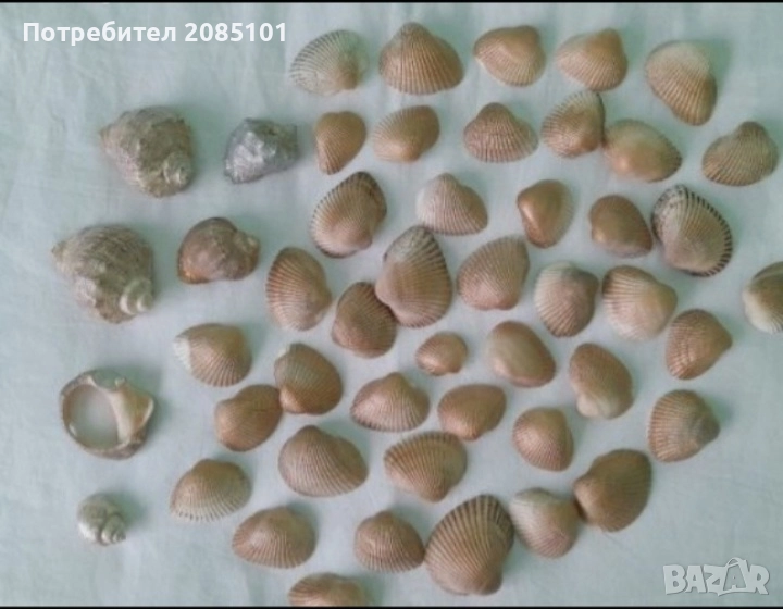 Миди и рапани лакирани, снимка 1