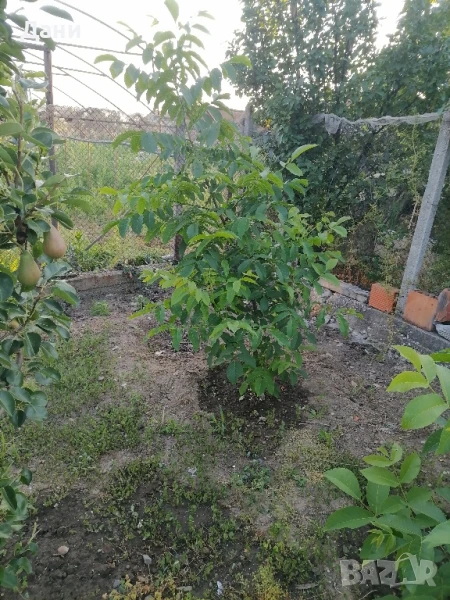 орехи, снимка 1