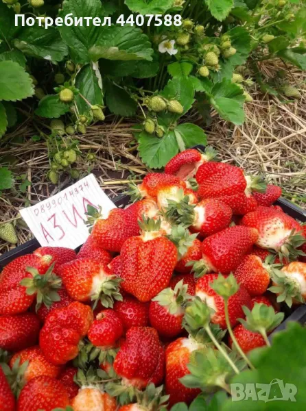 Разсад ягоди и малини , снимка 1