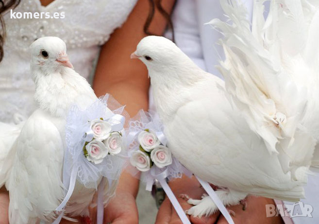  Бели гълъби  за сватби, тържества, ритуали и церемонии, снимка 1