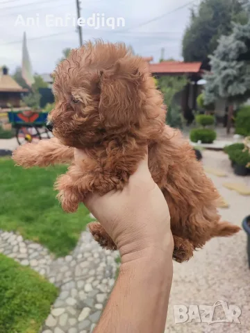 Пудел Той/Poodle Toy, снимка 4 - Пудели - 55990228