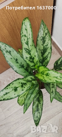 Аглаонема "Амелия" , снимка 2 - Стайни растения - 52914281