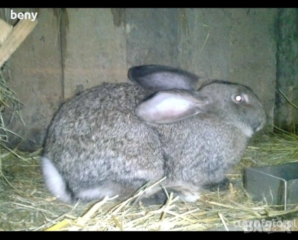 Продавам зайци за разплод и за клане, снимка 4 - Други - 52875292