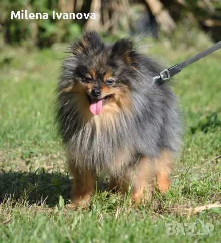 Померан мерле с родословие , снимка 7 - Померан - 50173884