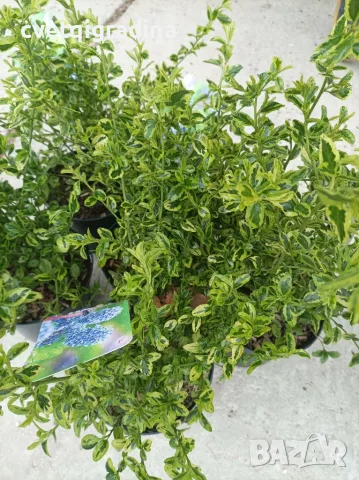 Ceanothus (Калифорнийски люляк), снимка 2 - Градински цветя и растения - 55816592
