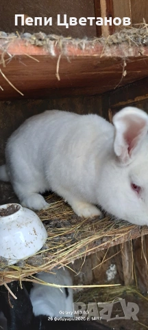 Породисти Зайци 20€, снимка 2 - Други животни - 53753122