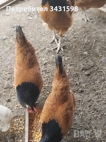 яйца за лупене , снимка 2 - Кокошки и пуйки - 53490178