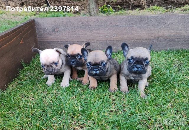 Френски булдог , снимка 5 - Френски булдог - 53832556