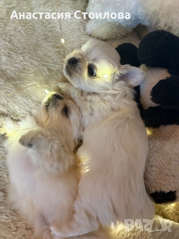 Чистокръвни Кралски пекинези, снимка 7 - Пекинез - 52749183