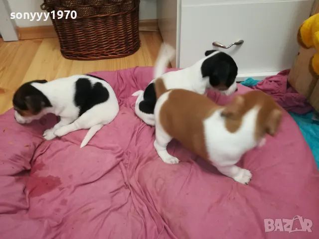 БЕБЕ ДЖАК 250ЛВ ЗА ЕДНО 0402251938, снимка 11 - Джак ръсел териер - 48968353