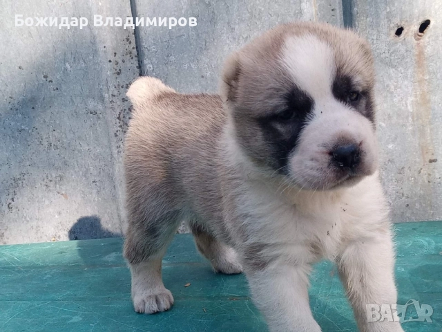 продавам малко алабайче , снимка 1