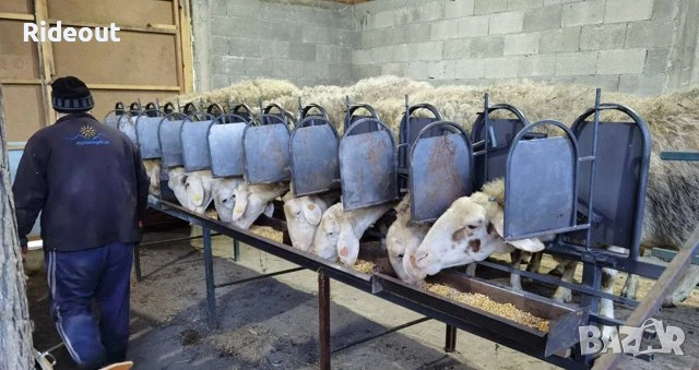 Решетка за доене на овце/кози. За 12 броя