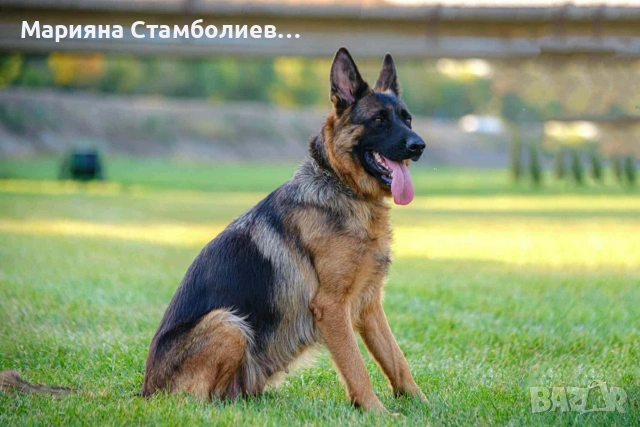 Немска овчарка