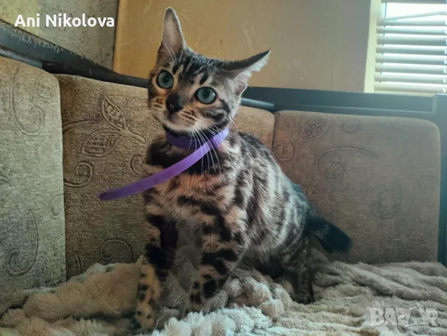 Бенгалска котка, снимка 3 - Бенгалски - 50322283