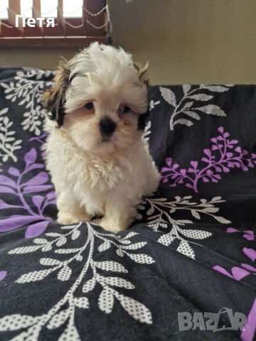 Ши тцу -момче