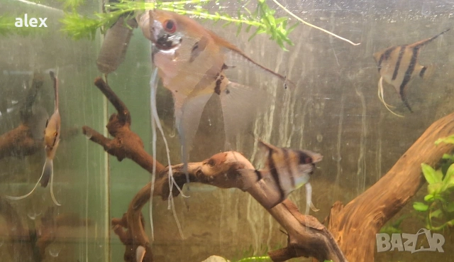 скаларии, снимка 4 - Рибки - 53266852