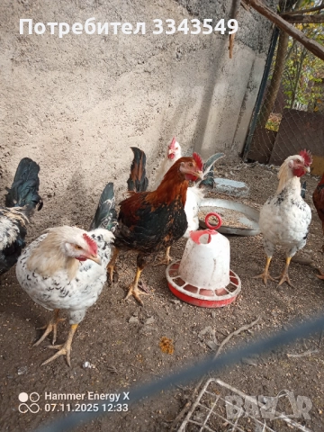 Млади петли , снимка 3 - Кокошки и пуйки - 52330748