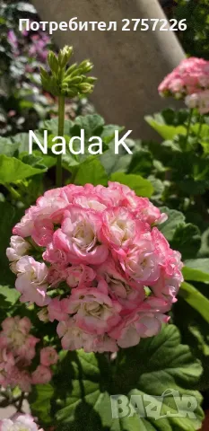 P.Nada K, снимка 1