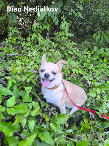 Чихуахуа родословни, снимка 2 - Чихуахуа - 51359852