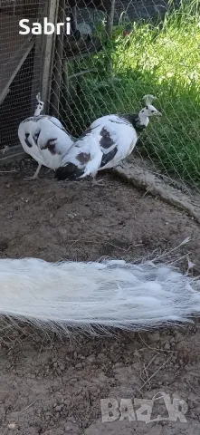 работещи 4 годишни женски паунки , снимка 1