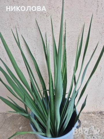 ГРАДИНСКА ЮКА, снимка 6 - Градински цветя и растения - 51977145