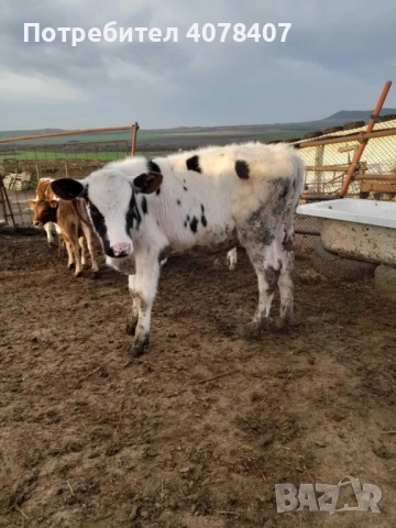 Продавам телета , снимка 3 - Крави - 52577319