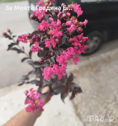 Лагерстремия - Индиански Люлак , снимка 10 - Градински цветя и растения - 53635871