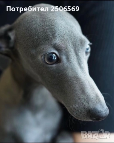Продавам кученца италианска хрътка, снимка 5 - Хрътка - 52861468