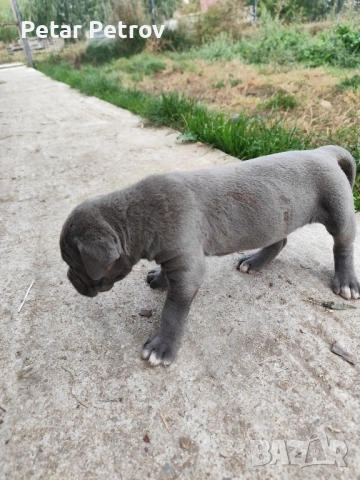 Кане Корсо бебета