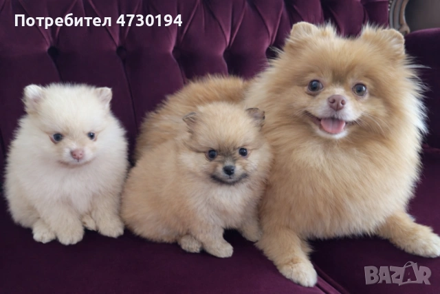 Pomerancheta Mini , снимка 3 - Померан - 53812937